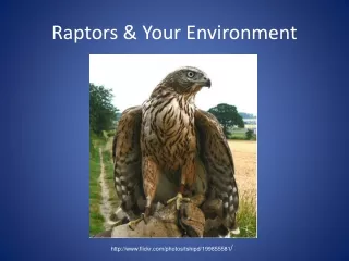 Raptors &amp; Your Environment