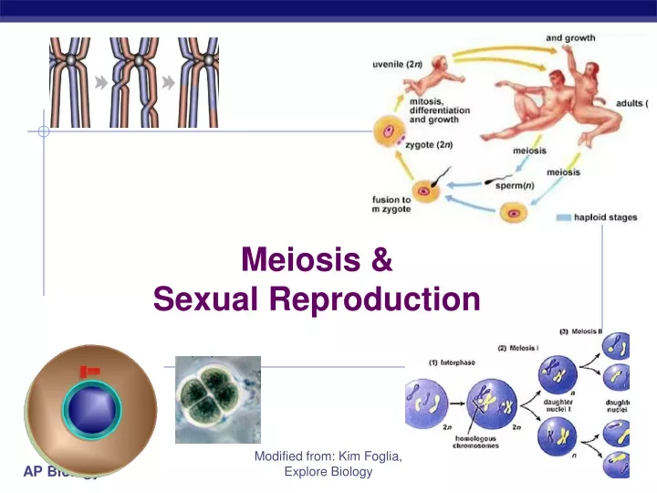 meiosis sexual reproduction