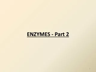 ENZYMES - Part 2