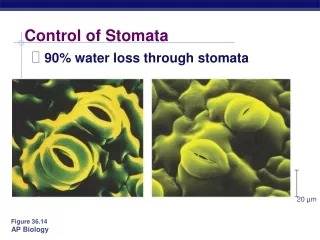 Control of Stomata