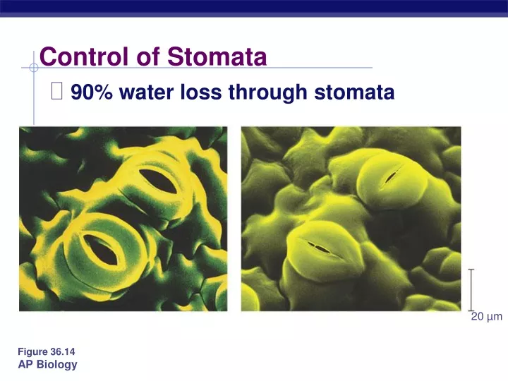 control of stomata