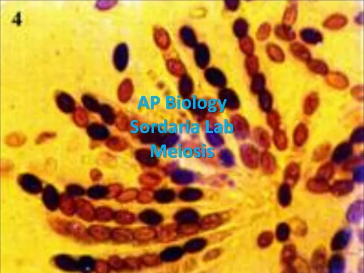 ap biology sordaria lab meiosis