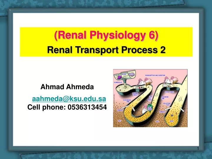 renal physiology 6 renal transport process 2