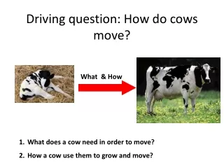 Driving question: How do cows move?