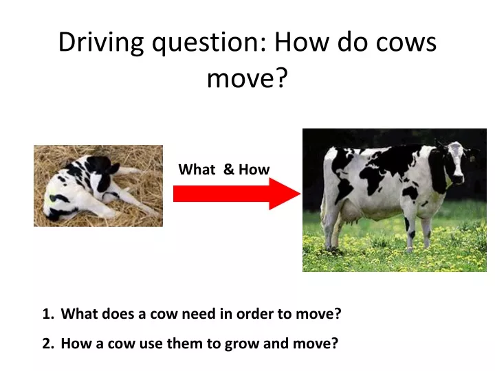 driving question how do cows move