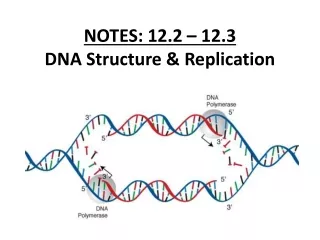 NOTES: 12.2 – 12.3 DNA Structure &amp; Replication
