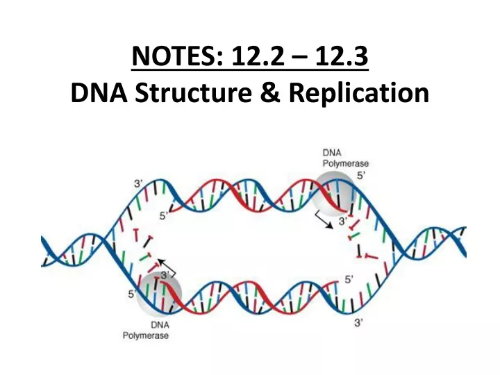 notes 12 2 12 3 dna structure replication