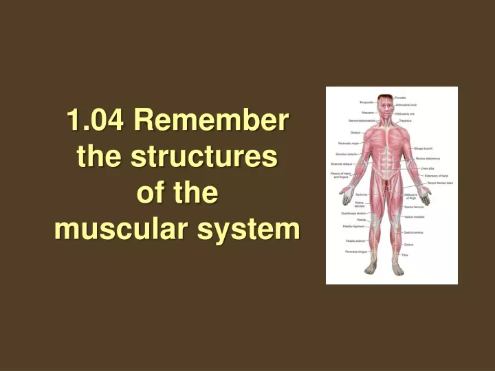 1 04 remember the structures of the muscular system