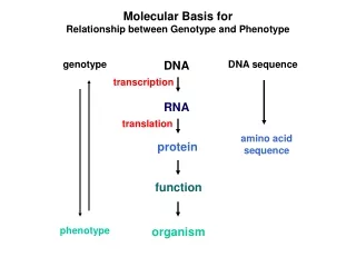 Molecular Basis for Relationship between Genotype and Phenotype