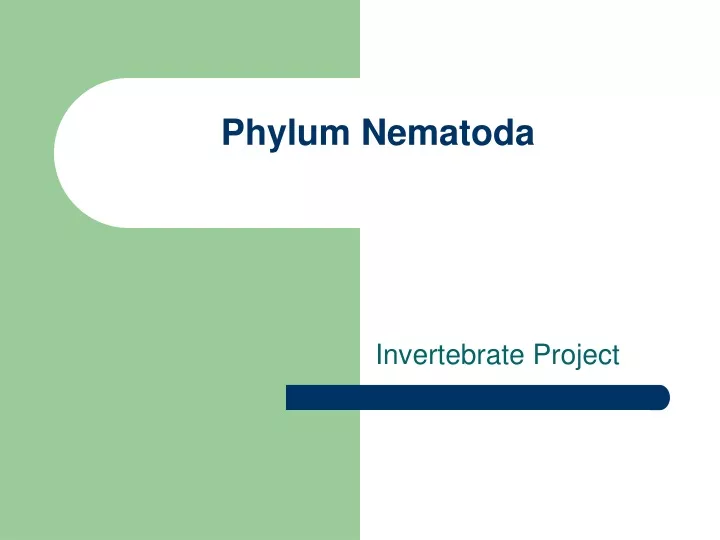 phylum nematoda