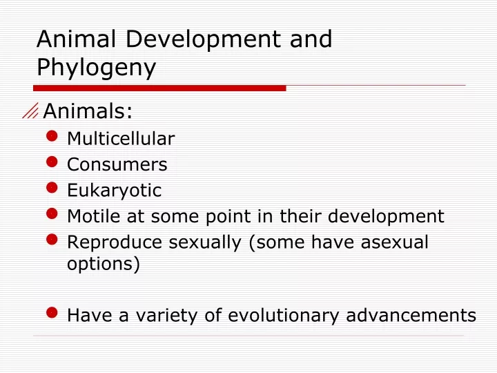 animal development and phylogeny