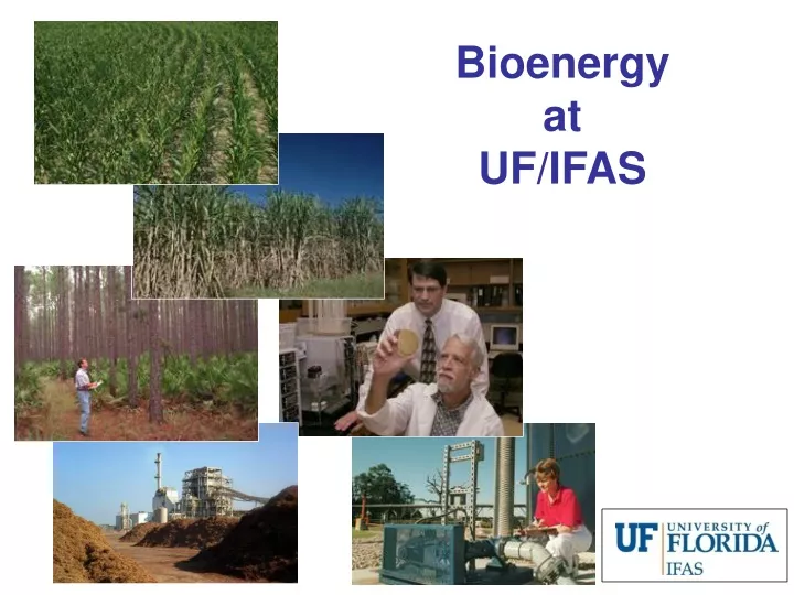 bioenergy at uf ifas