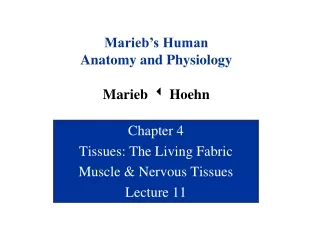 Chapter 4 Tissues: The Living Fabric Muscle &amp; Nervous Tissues Lecture 11