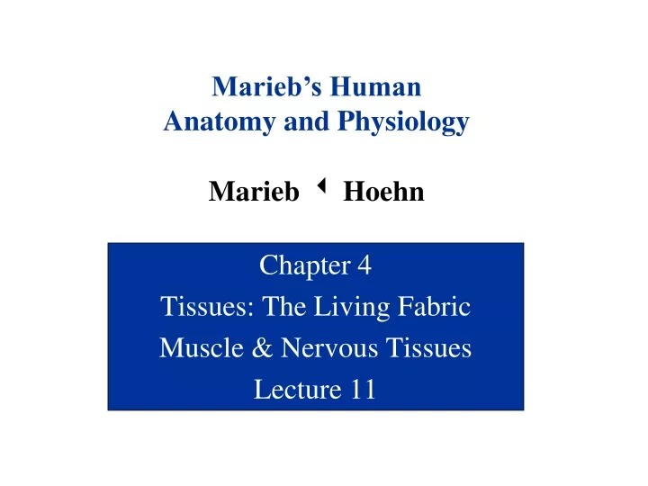 chapter 4 tissues the living fabric muscle nervous tissues lecture 11