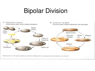 Bipolar Division