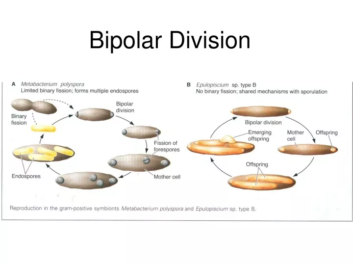 bipolar division