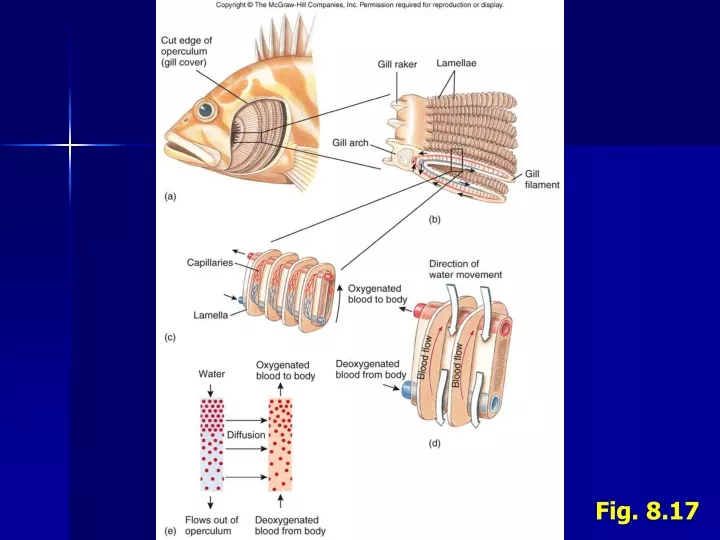 fig 8 17