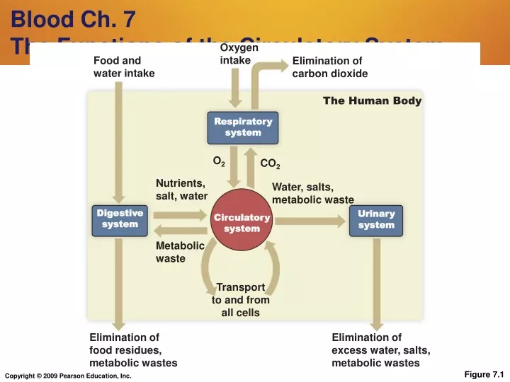 blood ch 7 the functions of the circulatory system