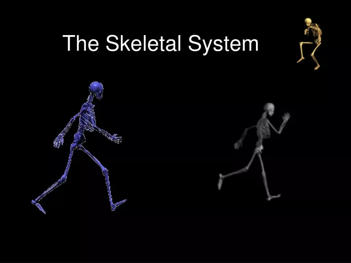 the skeletal system