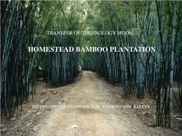transfer of technology model homestead bamboo plantation
