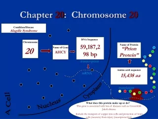 Chapter  20 :  Chromosome  20