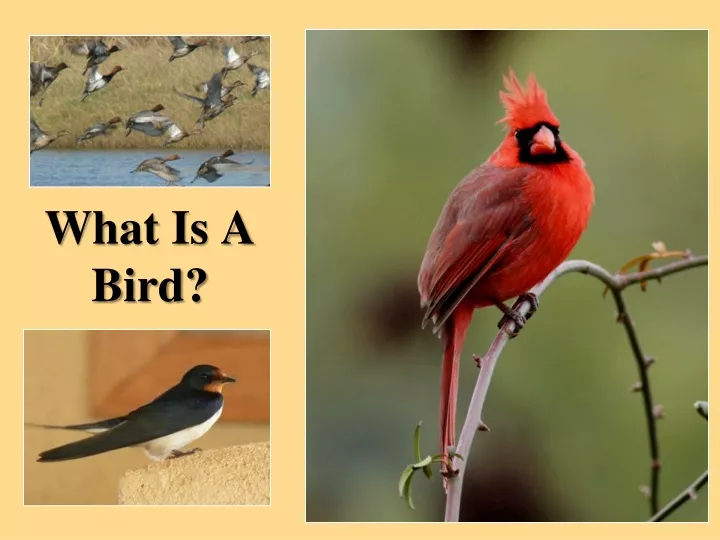 what is a bird