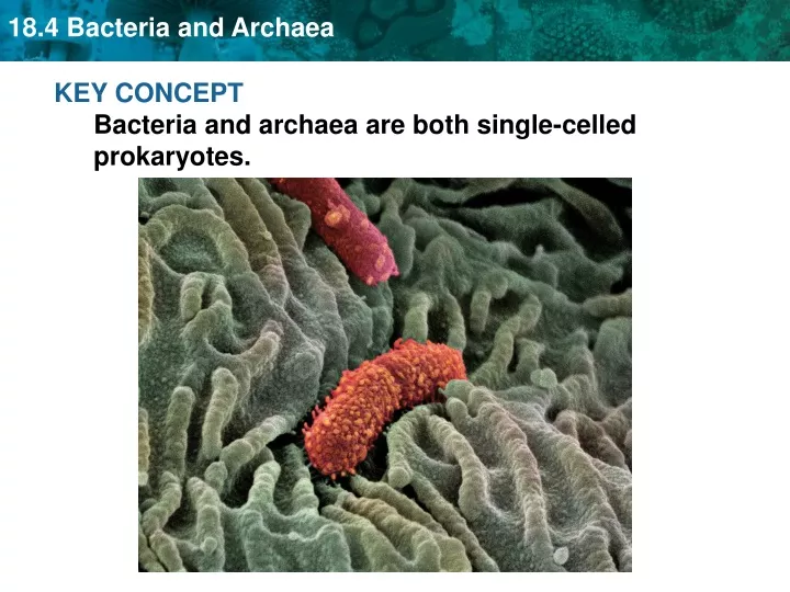key concept bacteria and archaea are both single