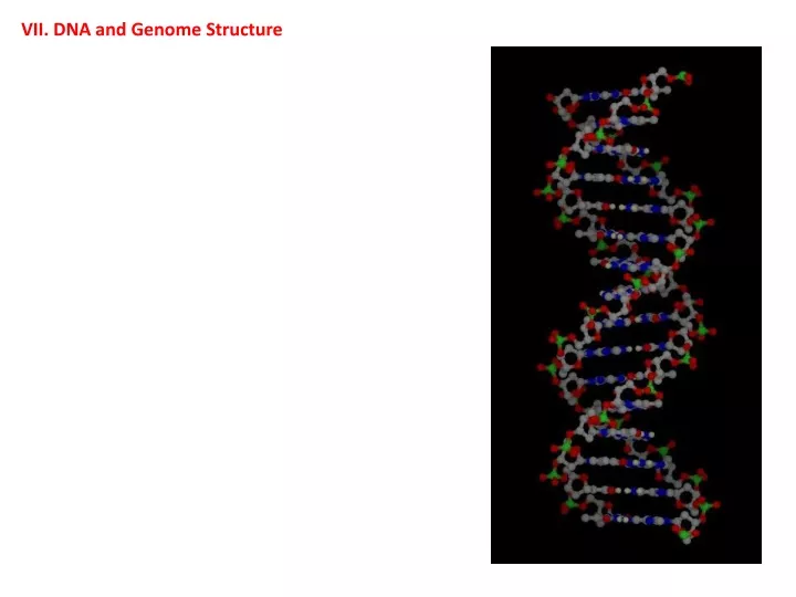 vii dna and genome structure