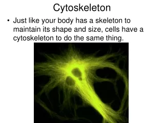 Cytoskeleton