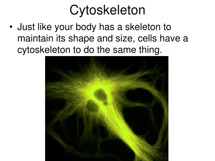 cytoskeleton