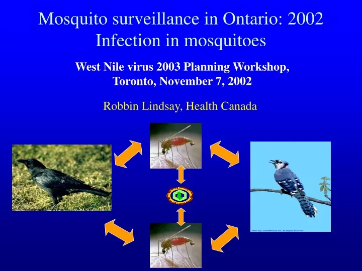 mosquito surveillance in ontario 2002 infection in mosquitoes