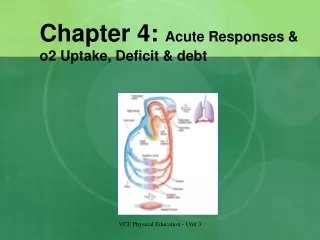 Chapter 4:  Acute Responses &amp; o2 Uptake, Deficit &amp; debt