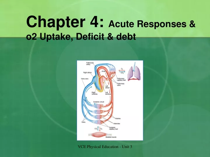 chapter 4 acute responses o2 uptake deficit debt
