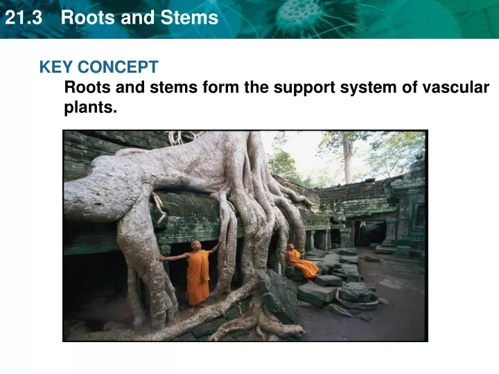 key concept roots and stems form the support