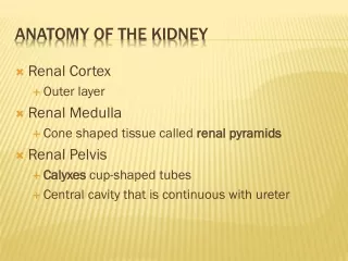 Anatomy of the Kidney