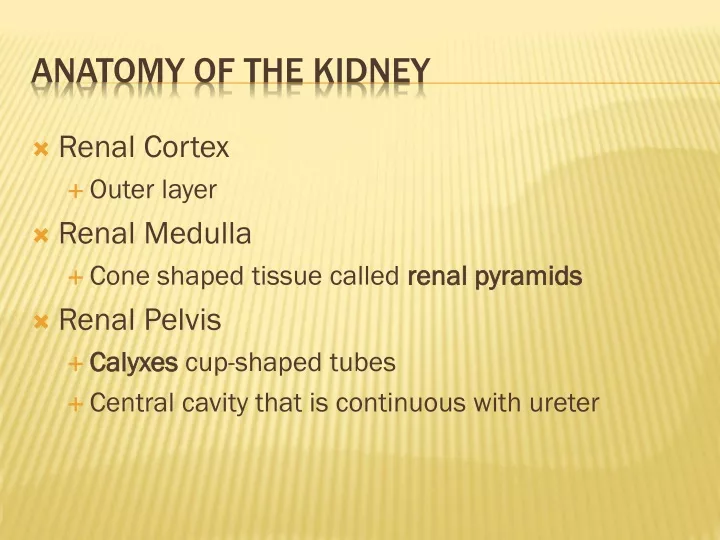 anatomy of the kidney