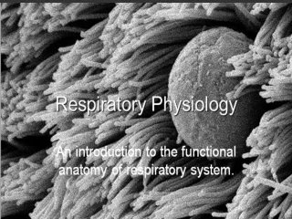 Basics of the Respiratory System Respiration