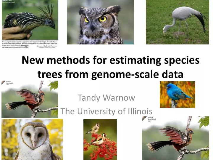 new methods for estimating species trees from genome scale data