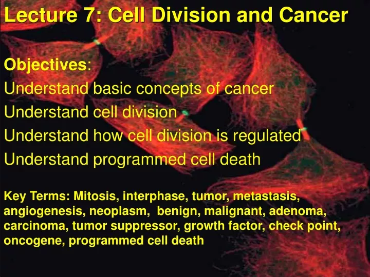 lecture 7 cell division and cancer