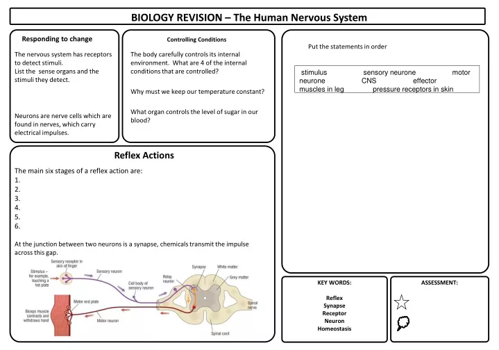 biology revision the human nervous system