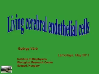 Living cerebral endothelial cells