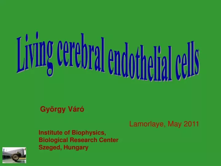 living cerebral endothelial cells