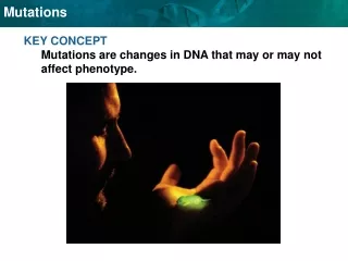 KEY CONCEPT  Mutations are changes in DNA that may or may not affect phenotype.