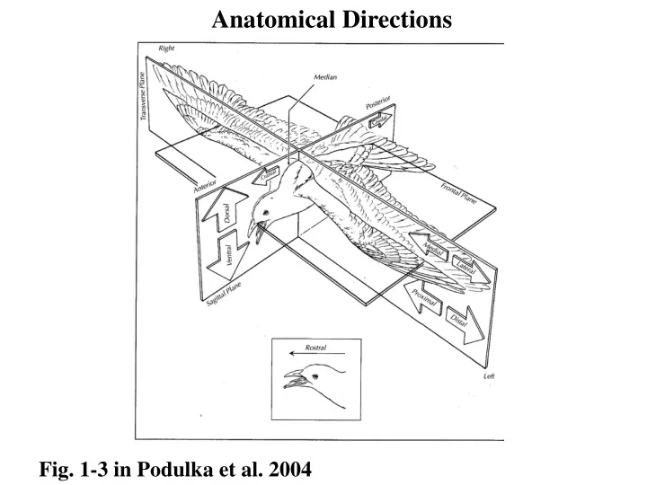 anatomical directions