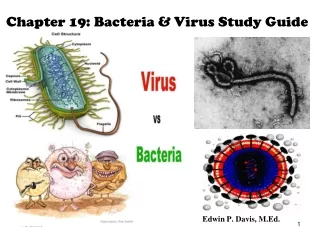 Chapter 19: Bacteria &amp; Virus Study Guide