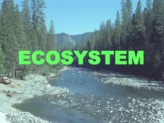 ECOSYSTEM