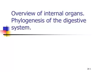 Overview of internal organs. Phylogenesis of the digestive system.