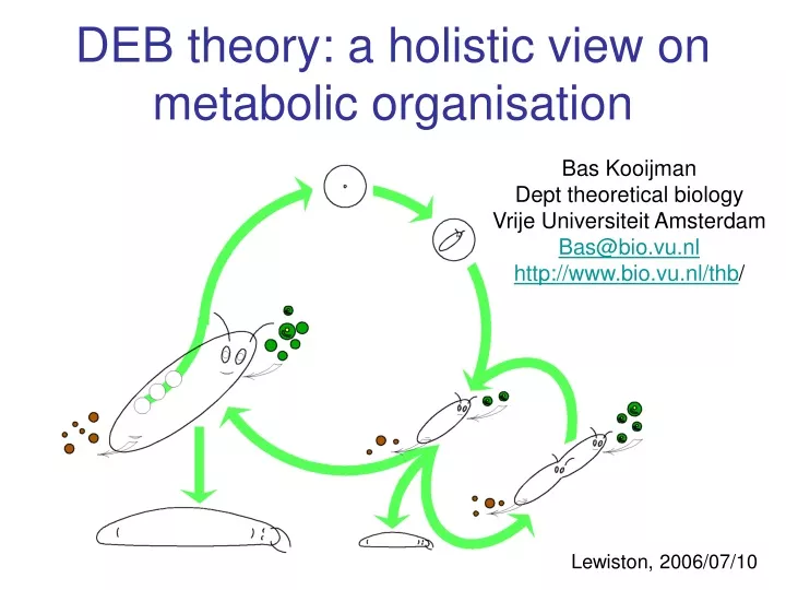 deb theory a holistic view on metabolic organisation