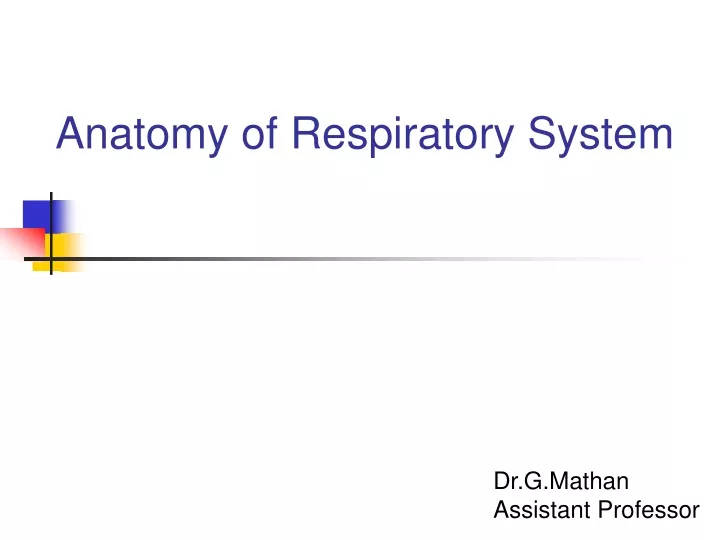 anatomy of respiratory system