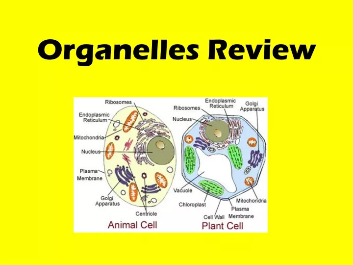 organelles review